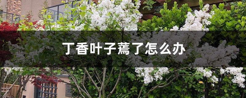 丁香叶子蔫了怎么办 丁香叶子蔫了怎么办