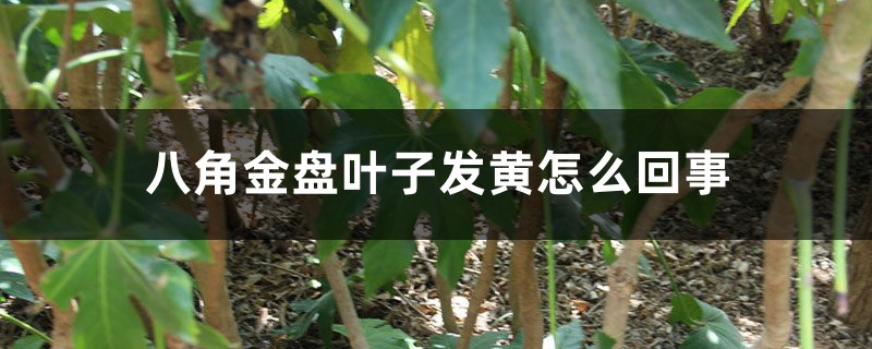 八角金盘叶子发黄怎么回事 八角金盘叶子发黄怎么回事