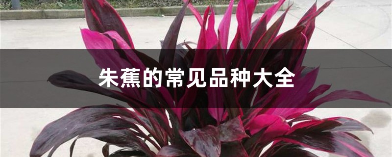 朱蕉的常见品种大全 朱蕉的常见品种大全