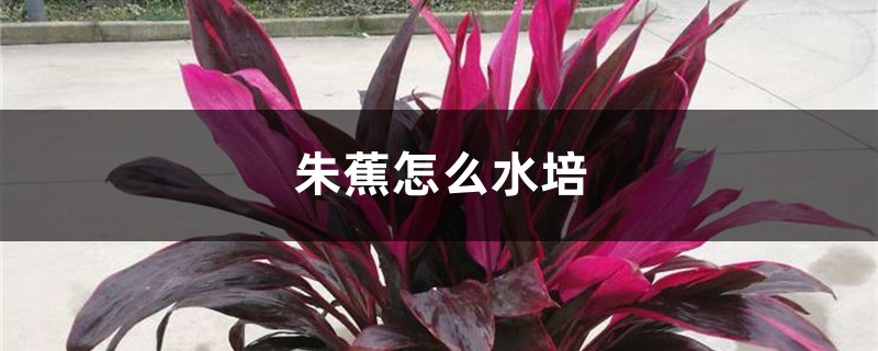 朱蕉怎么水培 朱蕉怎么水培