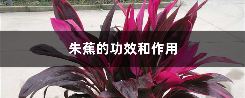 朱蕉的功效和作用 朱蕉的功效和作用