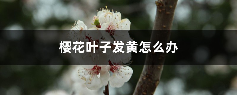 樱花叶子发黄怎么办 樱花叶子发黄怎么办