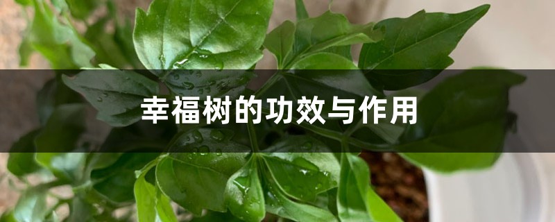 幸福树的功效与作用 幸福树的功效与作用