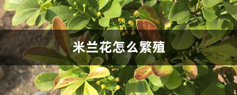 米兰花怎么繁殖 米兰花怎么繁殖