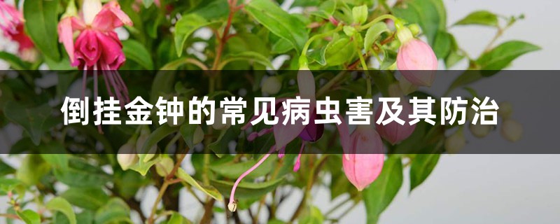 倒挂金钟的常见病虫害及其防治 倒挂金钟的常见病虫害及其防治