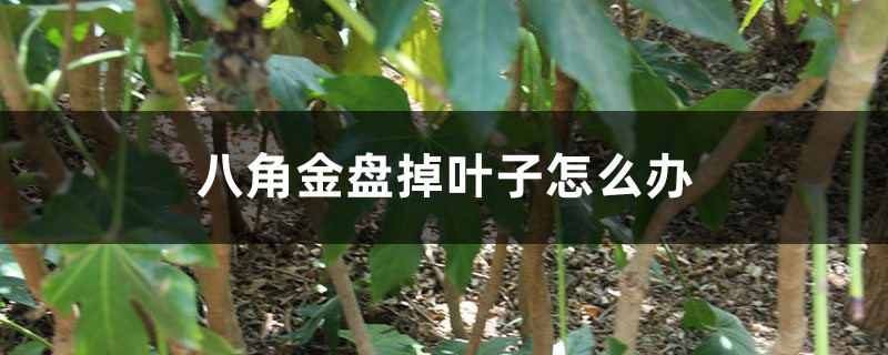 八角金盘掉叶子怎么办 八角金盘掉叶子怎么办