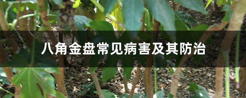 八角金盘常见病害及其防治 八角金盘常见病害及其防治