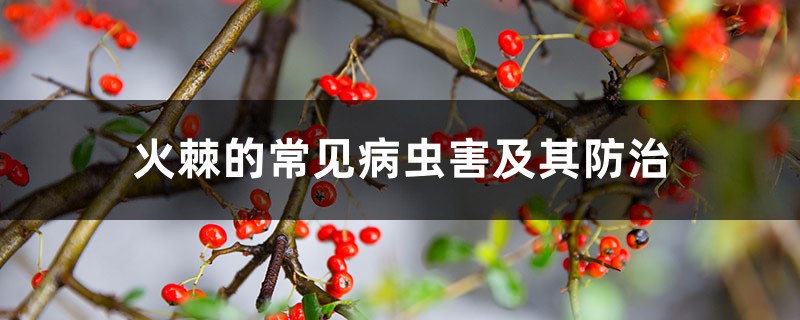 火棘的常见病虫害及其防治 火棘的常见病虫害及其防治