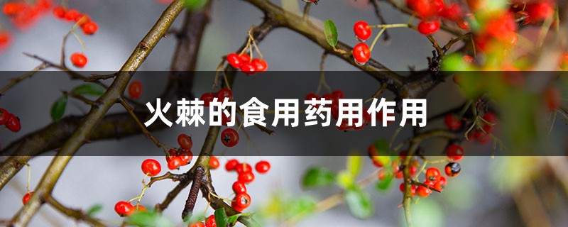 火棘的食用药用作用 火棘的食用药用作用