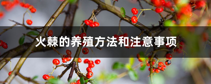 火棘的养殖方法和注意事项 火棘的养殖方法和注意事项