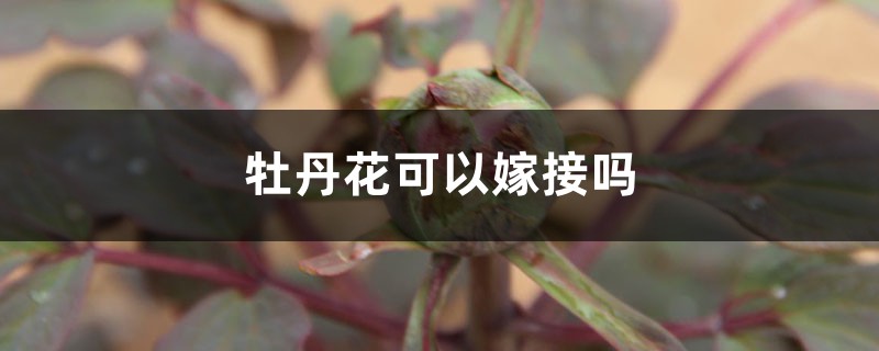牡丹花可以嫁接吗 牡丹花可以嫁接吗