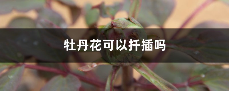 牡丹花可以扦插吗 牡丹花可以扦插吗