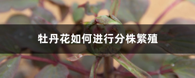 牡丹花如何进行分株繁殖 牡丹花如何进行分株繁殖
