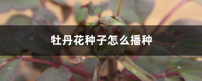 牡丹花种子怎么播种 牡丹花种子怎么播种