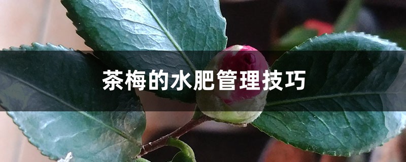 茶梅的水肥管理技巧 茶梅的水肥管理技巧