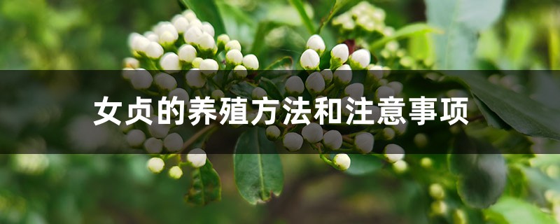 女贞的养殖方法和注意事项 女贞的养殖方法和注意事项