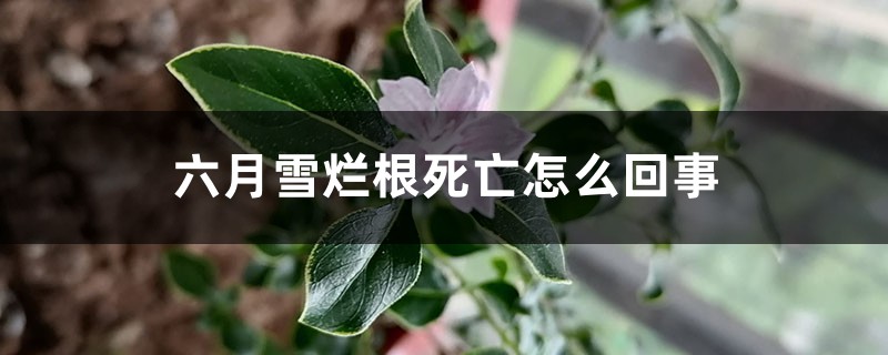 六月雪烂根死亡怎么回事 六月雪烂根死亡怎么回事