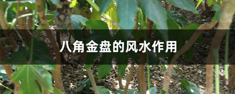 八角金盘的风水作用 八角金盘的风水作用