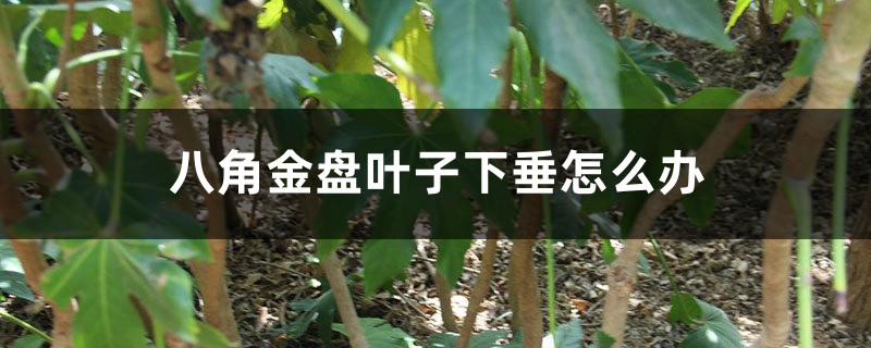 八角金盘叶子下垂怎么办 八角金盘叶子下垂怎么办