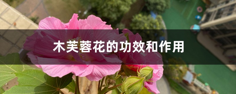 木芙蓉花的功效和作用 木芙蓉花的功效和作用
