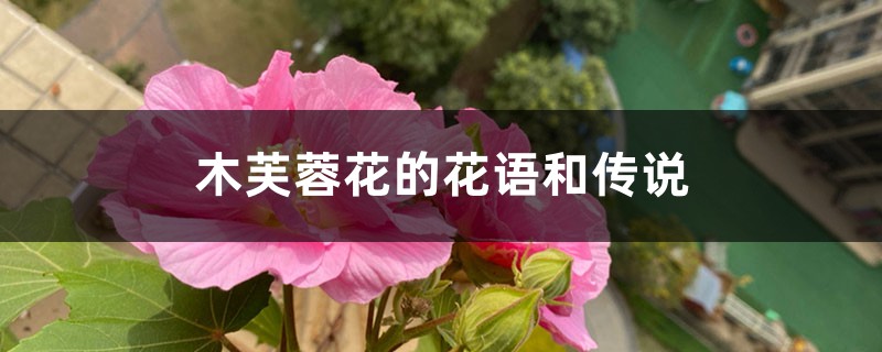 木芙蓉花的花语和传说 木芙蓉花的花语和传说