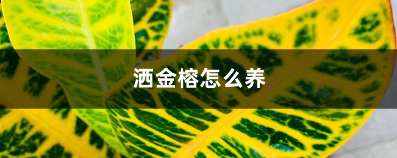 洒金榕怎么养 洒金榕怎么养