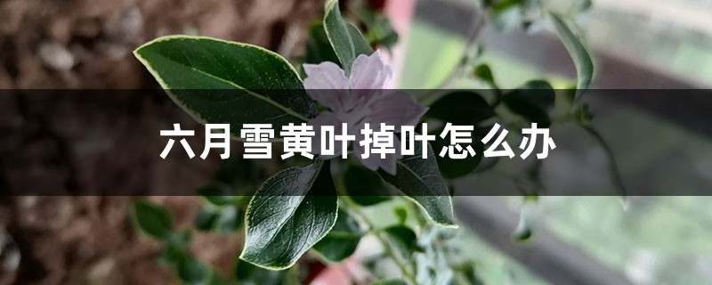 六月雪黄叶掉叶怎么办 六月雪黄叶掉叶怎么办