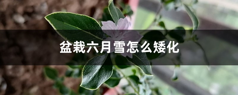 盆栽六月雪怎么矮化 盆栽六月雪怎么矮化