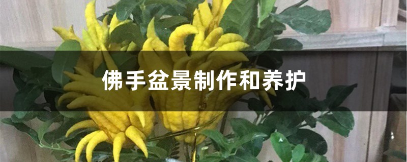 佛手盆景制作和养护 佛手盆景制作和养护