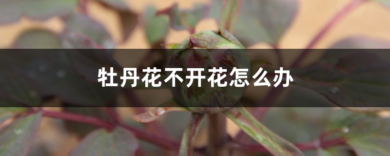 牡丹花不开花怎么办 牡丹花不开花怎么办