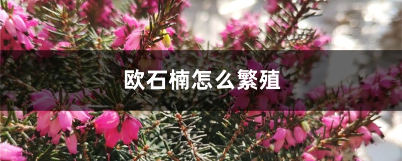 欧石楠怎么繁殖 欧石楠怎么繁殖