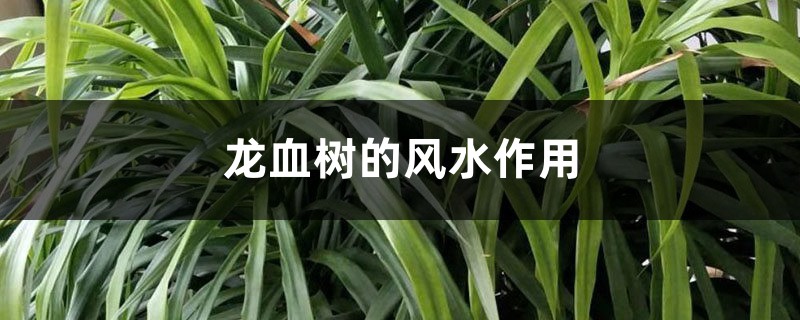 龙血树的风水作用 龙血树的风水作用