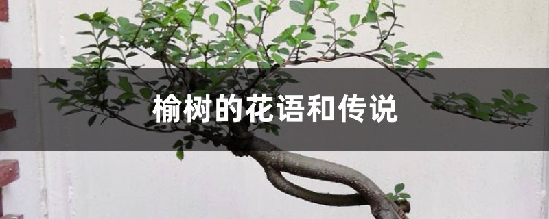 榆树的花语和传说 榆树的花语和传说