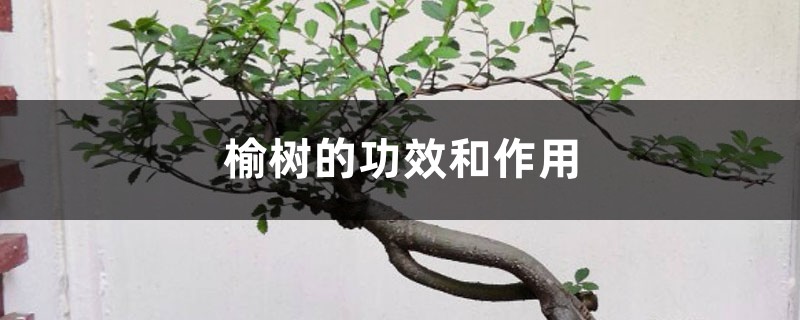 榆树的功效和作用 榆树的功效和作用