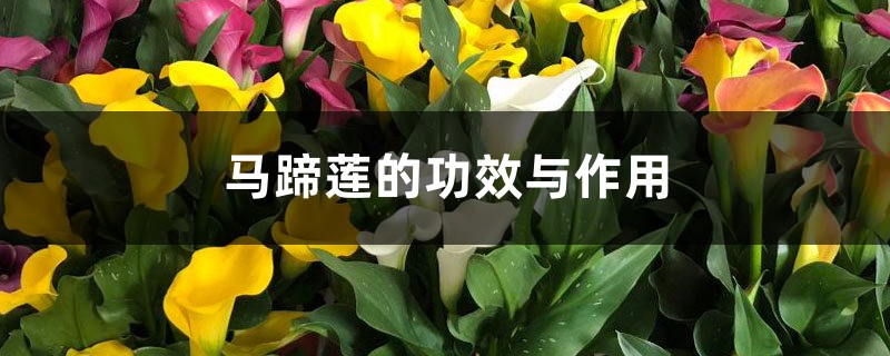 马蹄莲的功效与作用 马蹄莲的功效与作用