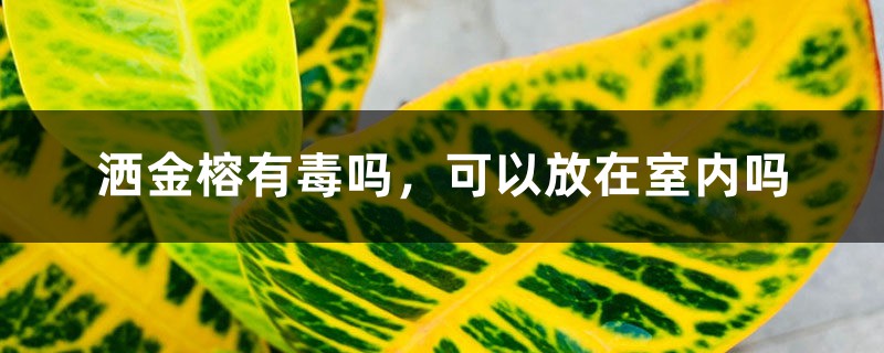 洒金榕有毒吗,可以放在室内吗 洒金榕有毒吗,可以放在室内吗