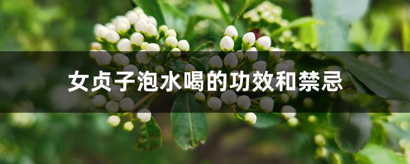女贞子泡水喝的功效和禁忌 女贞子泡水喝的功效和禁忌