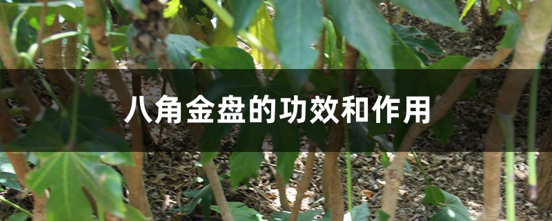 八角金盘的功效和作用 八角金盘的功效和作用