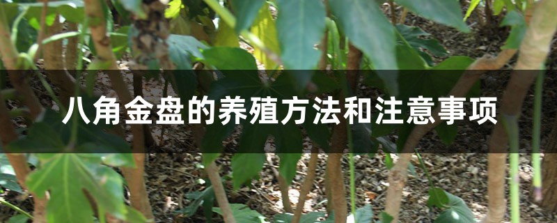 八角金盘的养殖方法和注意事项 八角金盘的养殖方法和注意事项