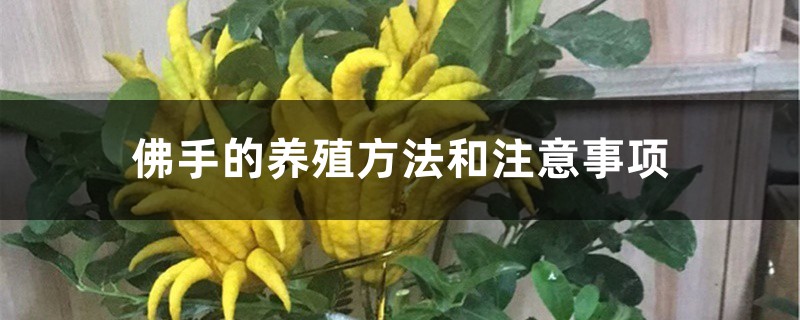 佛手的养殖方法和注意事项 佛手的养殖方法和注意事项