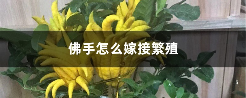 佛手怎么嫁接繁殖 佛手怎么嫁接繁殖