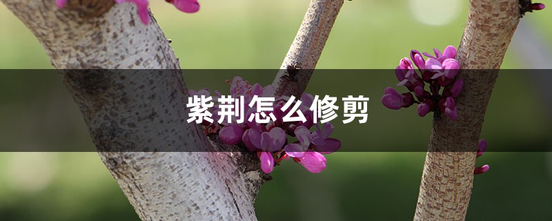 紫荆怎么修剪 紫荆怎么修剪