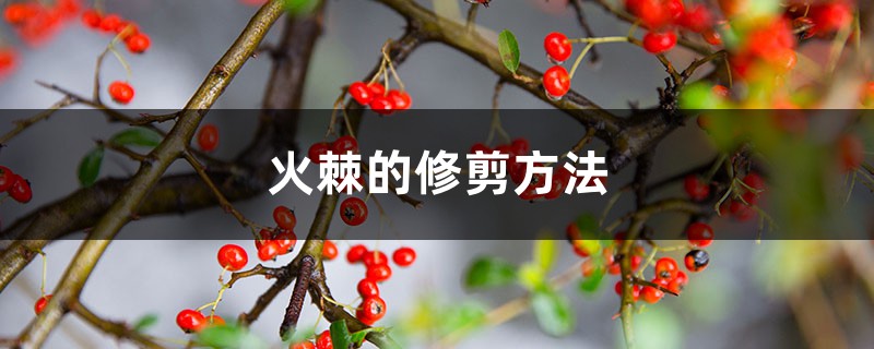 火棘的修剪方法 火棘的修剪方法