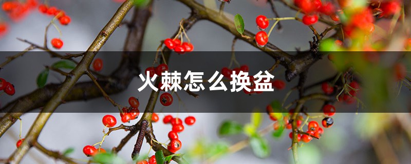 火棘怎么换盆 火棘怎么换盆