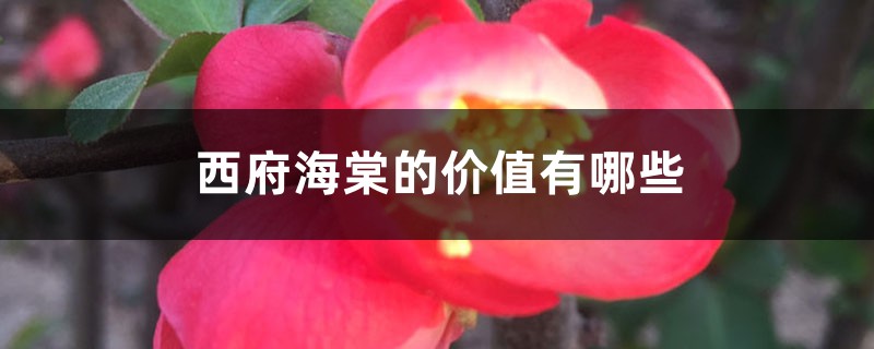 西府海棠的价值有哪些 西府海棠的价值有哪些