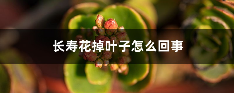 长寿花掉叶子怎么回事 长寿花掉叶子怎么回事