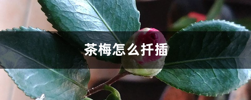 茶梅怎么扦插 茶梅怎么扦插