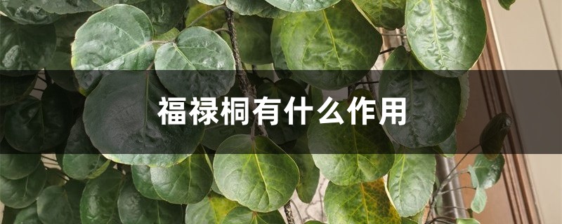 福禄桐有什么作用 福禄桐有什么作用