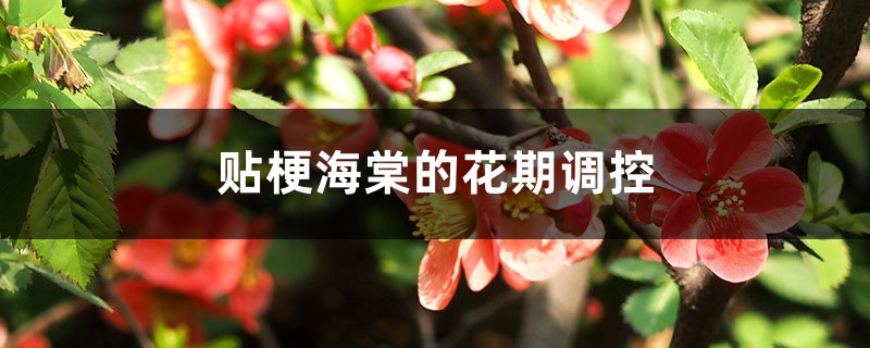 贴梗海棠的花期调控 贴梗海棠的花期调控