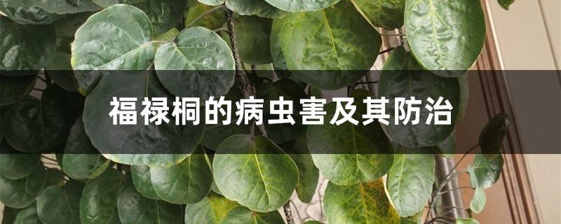 福禄桐的病虫害及其防治 福禄桐的病虫害及其防治